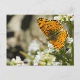 Oranje vlinder briefkaart