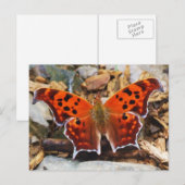 Oranje vlinder briefkaart (Voorkant / Achterkant)