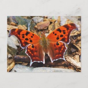 Oranje vlinder briefkaart