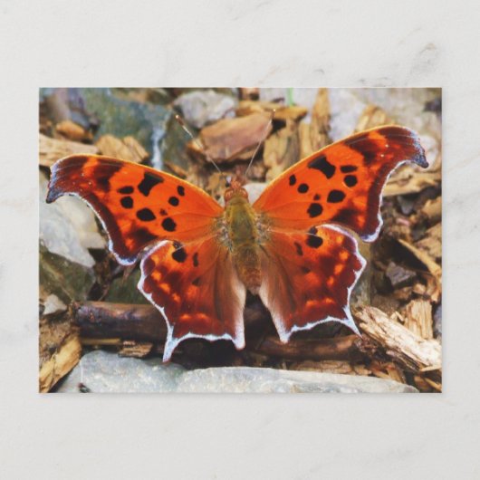 Oranje vlinder briefkaart (Voorkant)