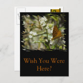 Oranje vlinder en bijen briefkaart (Voorkant / Achterkant)