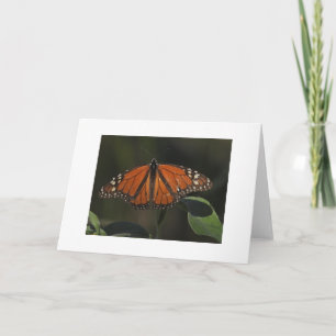 Oranje Vlinder Natuur Foto Blanko Kaart