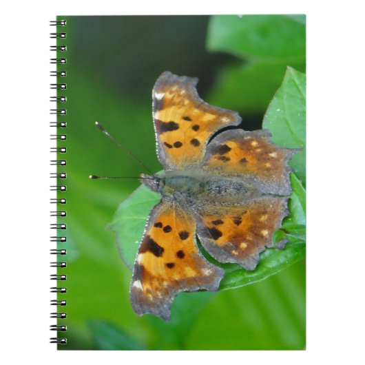 Oranje vlinder notitieboek (Voorkant)