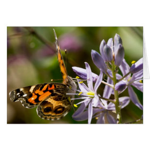 Oranje vlinder op Wilde Hyacinth Apparel & Gifts