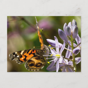 Oranje vlinder op Wilde Hyacinth Apparel & Gifts Briefkaart