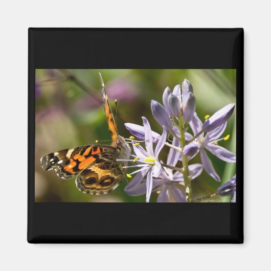 Oranje vlinder op Wilde Hyacinth Apparel & Gifts Magneet (Voorkant)