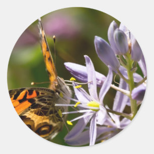 Oranje vlinder op Wilde Hyacinth Apparel & Gifts Ronde Sticker