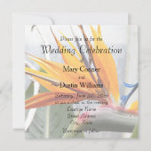 Oranje vogel van het paradijs kaart (Voorkant)