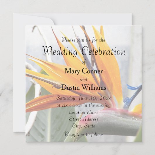 Oranje vogel van het paradijs kaart (Voorkant)