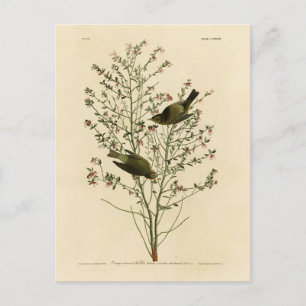 Oranje-volle Warbler, Amerikaanse vogels van Audub Briefkaart