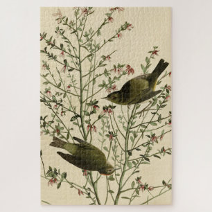 Oranje-volle Warbler, Amerikaanse vogels van Audub Legpuzzel