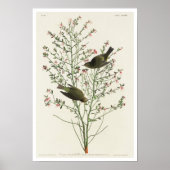 Oranje Warbler door het Poster van Audubon (Voorkant)
