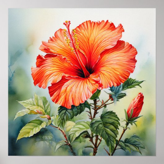 Oranje Water-Color Hibiscus Poster Print (Voorkant)
