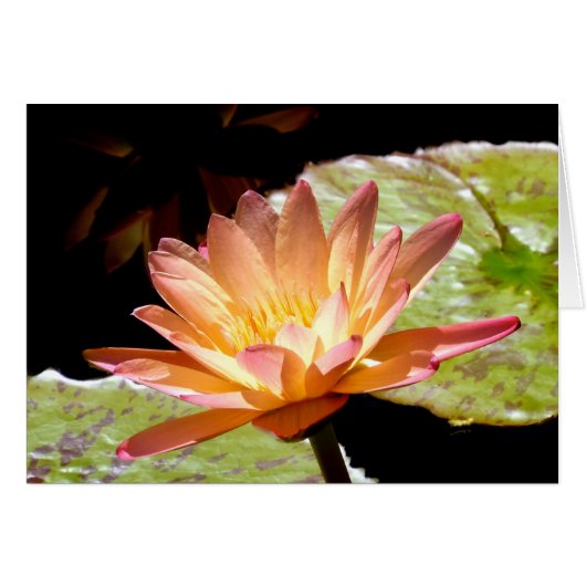 Oranje Water Lily (Voorkant Horizontaal)