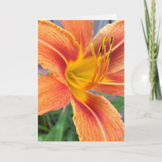 Oranje Wenskaart Daylily Kaart