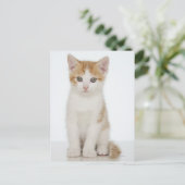 Oranje & White Kitten Briefkaart (Staand voorkant)