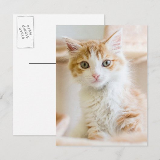 Oranje & White Kitten Briefkaart (Voorkant / Achterkant)