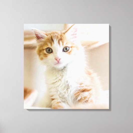 Oranje & White Kitten Canvas Afdruk (Voorkant)