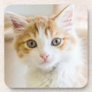 Oranje & White Kitten Drankjes Onderzetter