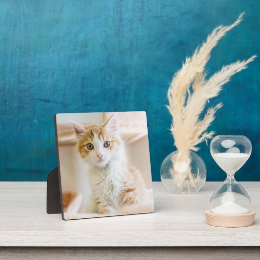 Oranje & White Kitten Fotoplaat (Insitu)