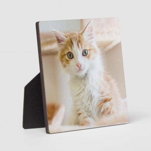 Oranje & White Kitten Fotoplaat (Voorkant)
