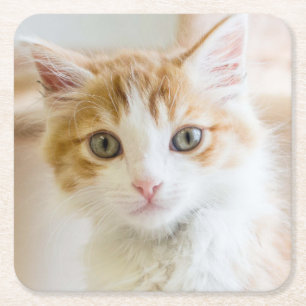 Oranje & White Kitten Kartonnen Onderzetters