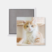 Oranje & White Kitten Magneet (Voorkant / Achterkant)