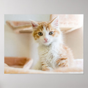 Oranje & White Kitten Poster