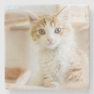 Oranje & White Kitten Stenen Onderzetter