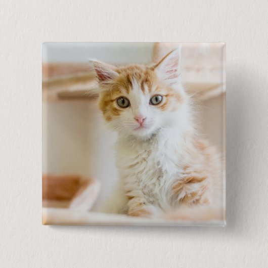 Oranje & White Kitten Vierkante Button 5,1 Cm (Voorkant)