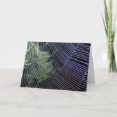 Oranje Wielwebspinspinweb Kaart (Voorkant)