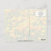 Oranje Wildbloemveld in Beer Valley, Californië Briefkaart (Achterkant)