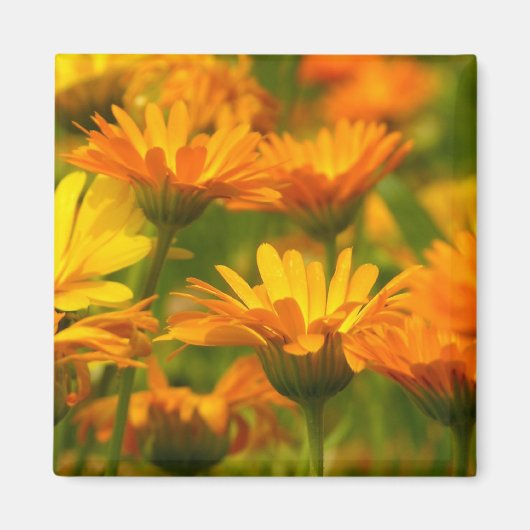 Oranje wilde bloemen magneet (Voorkant)
