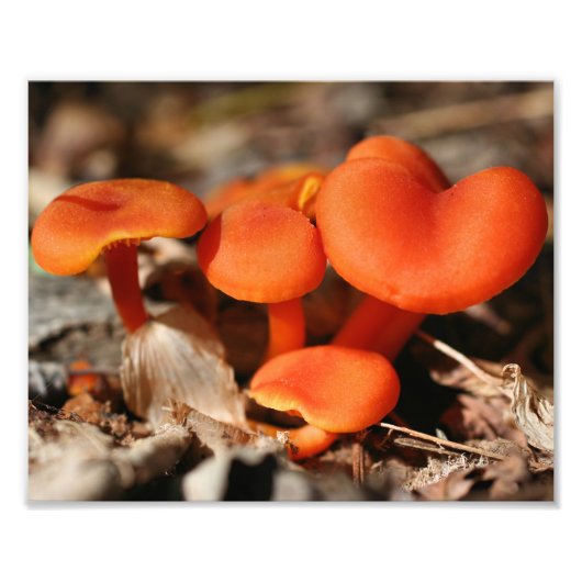 Oranje wilde paddenstoelen 10x8 Natuur Foto Afdruk (Voorkant)