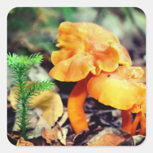 Oranje wilde paddenstoelen Natuur Vierkante Sticker