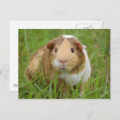 Oranje-wit cavia's in gras briefkaart (Voorkant / Achterkant)