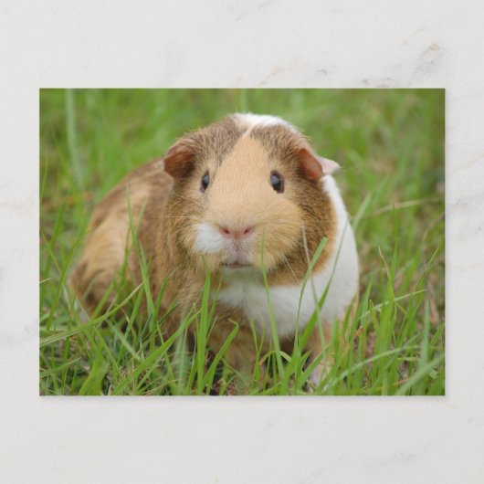 Oranje-wit cavia's in gras briefkaart (Voorkant)