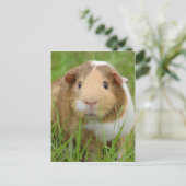 Oranje-wit cavia's in gras briefkaart (Staand voorkant)