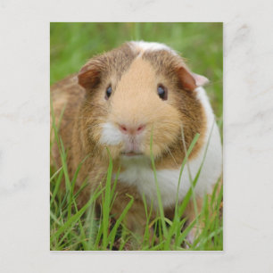 Oranje-wit cavia's in gras briefkaart