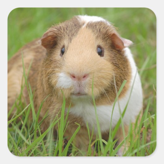 Oranje-wit cavia's in gras vierkante sticker (Voorkant)