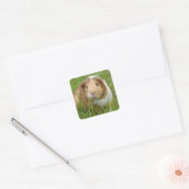 Oranje-wit cavia's in gras vierkante sticker (Envelop)