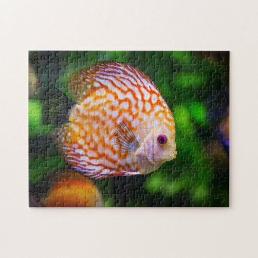 Oranje Witte Discus Aquarium Foto Legpuzzel (Horizontaal)