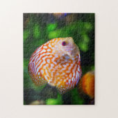 Oranje Witte Discus Aquarium Foto Legpuzzel (Verticaal)