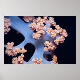 Oranje zacht koraal poster