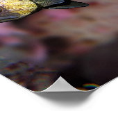 Oranje Zee pen met Quillback Rockfish Fine Art Poster (Hoek)