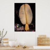 Oranje Zee pen met Quillback Rockfish Fine Art Poster (Keuken)