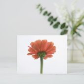 Oranje Zinnia Bloed Briefkaart (Staand voorkant)