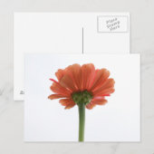 Oranje Zinnia Bloed Briefkaart (Voorkant / Achterkant)