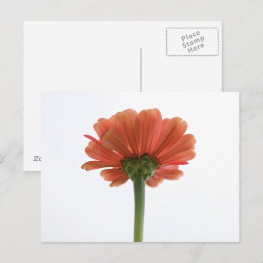 Oranje Zinnia Bloed Briefkaart (Voorkant / Achterkant)