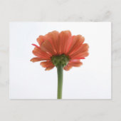 Oranje Zinnia Bloed Briefkaart (Voorkant)